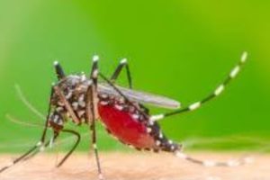 Waspada! 2 Bulan di Basel DBD Tembus Angka 47 Kasus