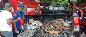 Melawan Saat di Tangkap, Buaya Ganas Angkat Tangan Pada Petugas Damkar di Bantu Warga