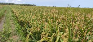 Pemkab Basel Alih Fungsikan 6000 Hektar Lahan Rawa Jadi Areal Persawahan