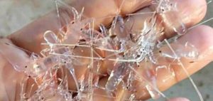 10 Pelaku Penyelundupan Benih Lobster Terancam Pidana