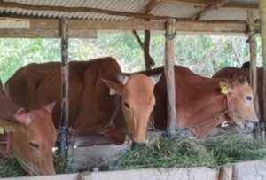 Jelang Idul Adha 2024, Pemkab Basel Pastikan Pasokan Daging Hewan Kurban Cukup