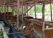 DPPP Basel Pastikan Stok dan Kesehatan Hewan Kurban Jelang Idul Adha Aman