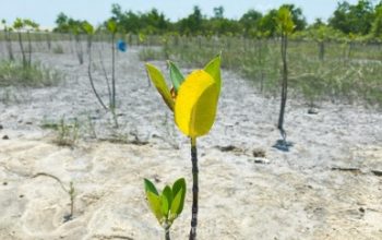 PT Timah Tanam Ribuan Bibit Lewat Program TJSL