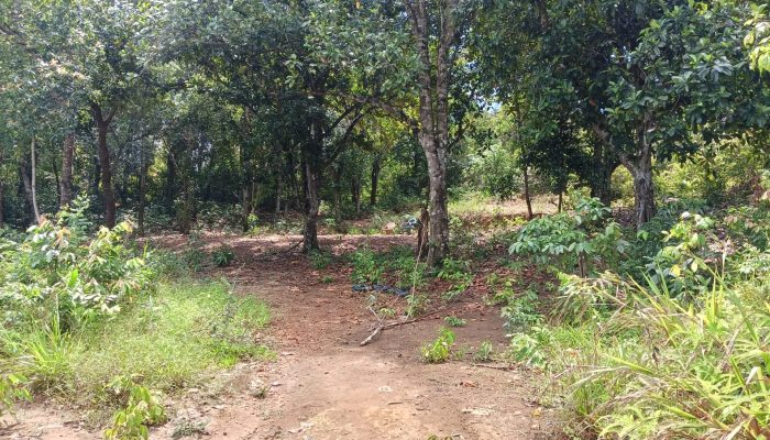 Dugaan Sabung Ayam di wilayah Paya Ubi Tidak Ditemukan Adanya Aktivitas