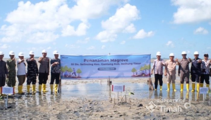Dari Pesisir Belitung Timur, PT TIMAH dan Masyarakat Bergerak Jaga Alam Lewat Penanaman Mangrove di Pantai Mudong
