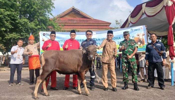 Momen Iduladha dan HUT ke-23 Kabupaten Bangka Barat, PT TIMAH Berbagi Kebahagiaan Melalui Hewan Kurban