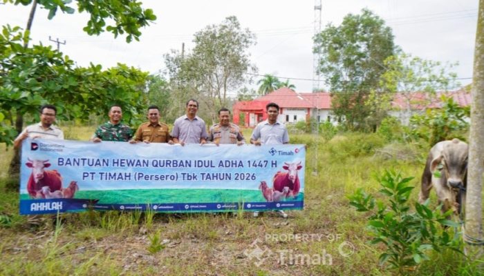 PT TIMAH Berbagi Hewan Kurban, Warga Bangka Selatan Rasakan Hangatnya Iduladha