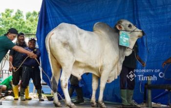 Kebersamaan Idul Adha di Komplek PT TIMAH, Ribuan Paket Daging Dibagikan untuk Warga