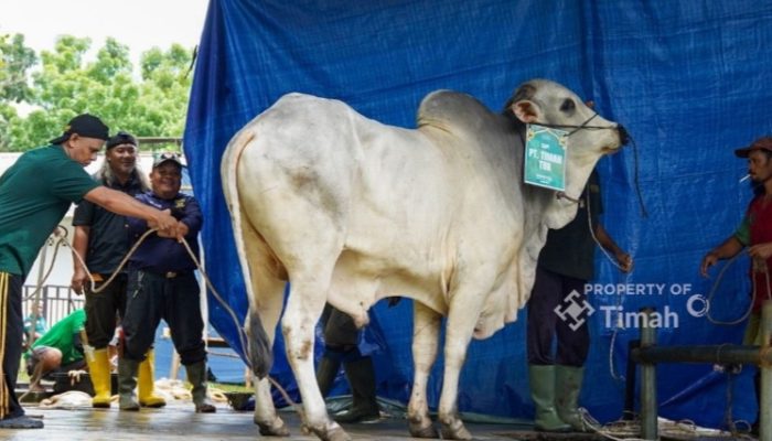 Kebersamaan Idul Adha di Komplek PT TIMAH, Ribuan Paket Daging Dibagikan untuk Warga