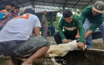 Karyawan PT TIMAH Gotong Royong Salurkan Daging Kurban untuk Masyarakat di Bangka Barat