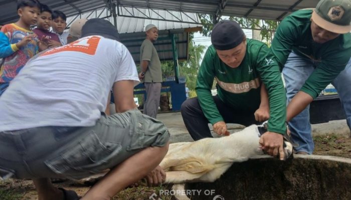 Karyawan PT TIMAH Gotong Royong Salurkan Daging Kurban untuk Masyarakat di Bangka Barat