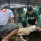 Karyawan PT TIMAH Gotong Royong Salurkan Daging Kurban untuk Masyarakat di Bangka Barat