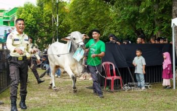 PT TIMAH Salurkan Ratusan Hewan Kurban di Momen Idul Adha, Kepala Daerah Apresiasi Konsistensi Berbagi untuk Masyarakat