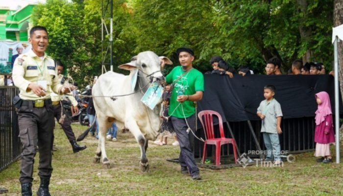 PT TIMAH Salurkan Ratusan Hewan Kurban di Momen Idul Adha, Kepala Daerah Apresiasi Konsistensi Berbagi untuk Masyarakat