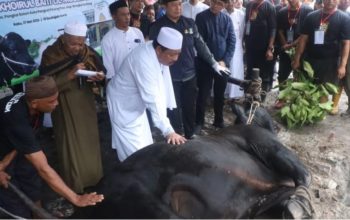 Sapi Kurban Bantuan Presiden RI Disembelih di Kelurahan Ketapang