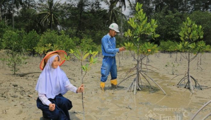 Puluhan Ribu Mangrove Ditanam Sepanjang 2025, PT TIMAH Dukung Targetkan Net Zero Emisi 2060