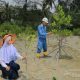 Puluhan Ribu Mangrove Ditanam Sepanjang 2025, PT TIMAH Dukung Targetkan Net Zero Emisi 2060